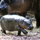 Illustration for article titled This Baby Pygmy Hippo Is the Cutest Thing on Planet Earth (No Arguing Please)